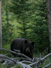 Bear at Canadian Country Cabins