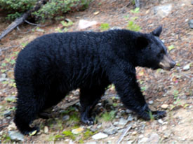 BLack Bears at Canadian Country Cabins