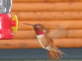 Hummingbird at Canadian Country Cabins