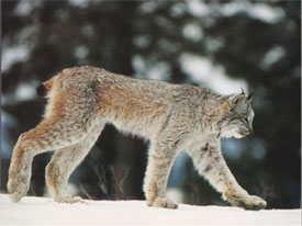 Lynx at Canadian Country Cabins