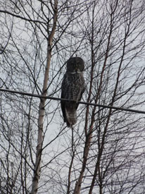 Owl at Canadian Country Cabins